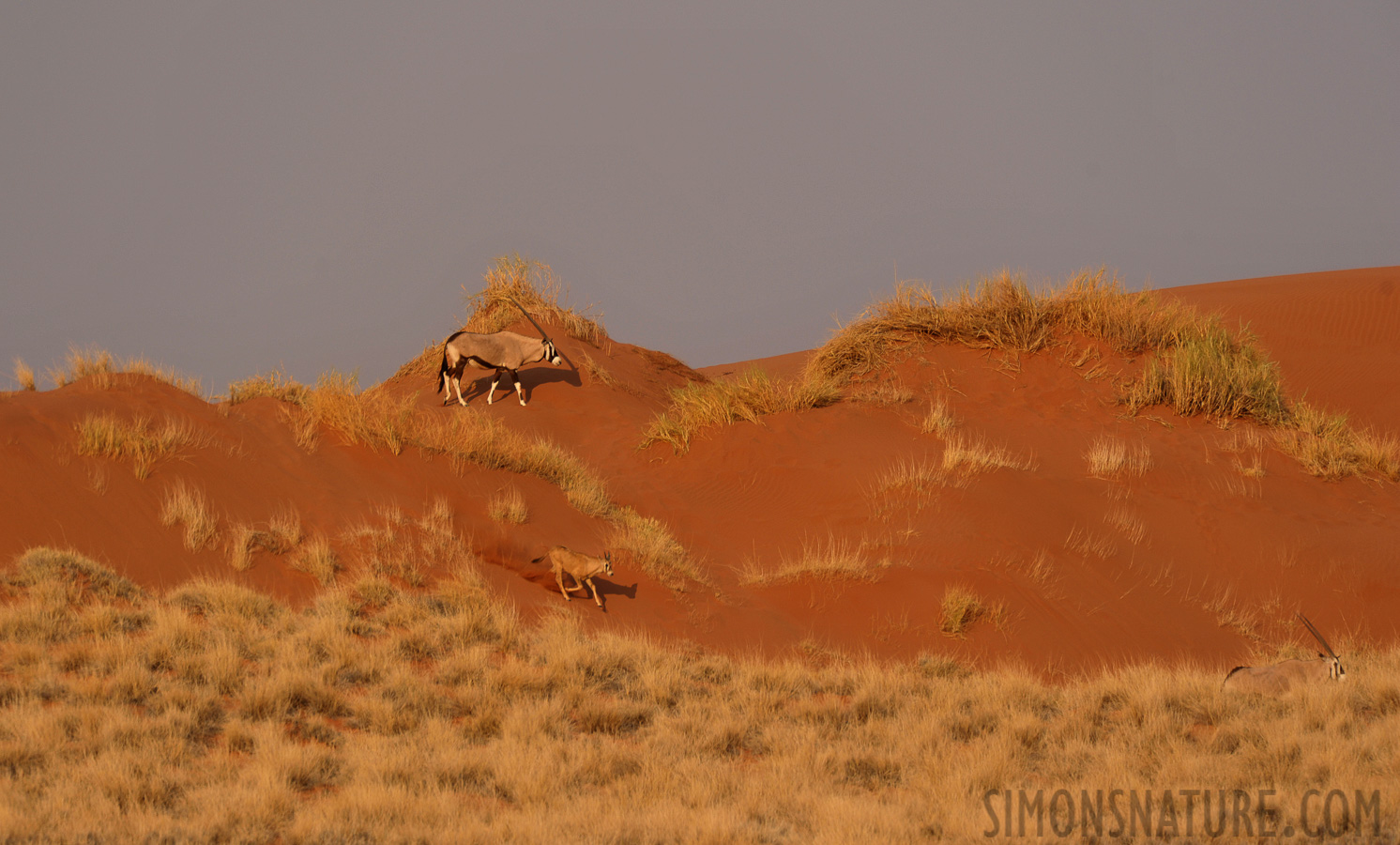 Oryx gazella [550 mm, 1/640 Sek. bei f / 7.1, ISO 400]